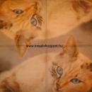 Szalvéta - Cica kék szemekkel