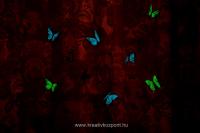 Világító festék pályázat - Világító pillangók függönydísznek - Sötétben