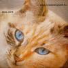 Szalvéta - Cica kék szemekkel